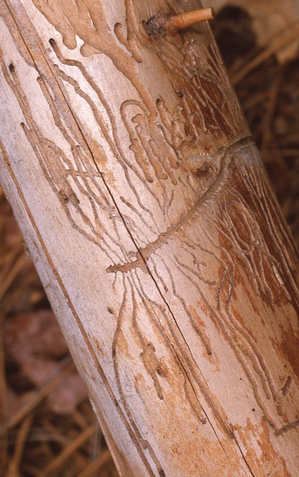35 MM Color Slides Pro Photo Abstract art Insect Grooves Tracks on Wood Branch - Image 1 of 1