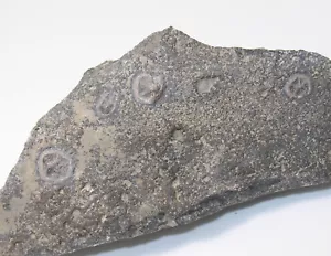 Edrioasteroidea, Isorophusella incondita, Ordovizium, Ontario, Kanada -x538 - Picture 1 of 5