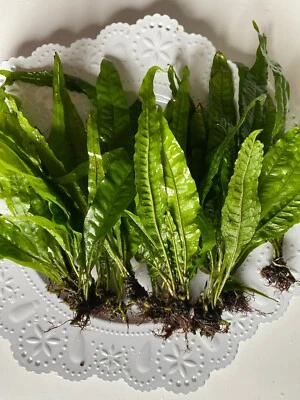 FIVE MD Java Fern- Easy Live Plant Great for Low-Tech, Low Light Aquariums! - Image 1 of 4