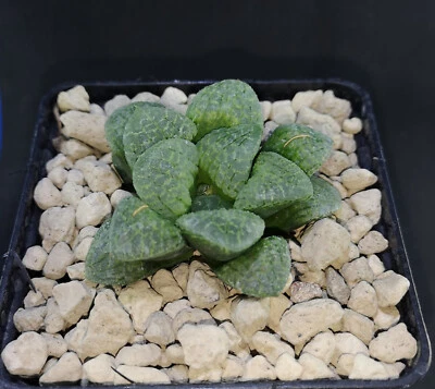 HW185 Haworthai 'Mangekyou'「万 華 鏡」(Caleidoscopio) Renny Wong hyb, Phyto disponible Foto 1 de 2