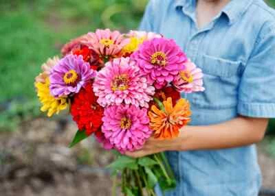 100 加利福尼亚州巨型 ZINNIA 花混合种子 ~ 传家宝籽 ~ 2026 ~ 非转基因 — 第 1/3 张图片