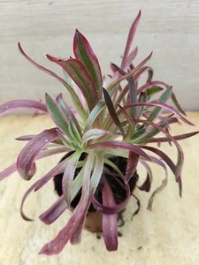 8407. AEONIUM Firecracker variegata.  vaso de 8,0cm.   cactus, suculenta.  - Imagen 1 de 4