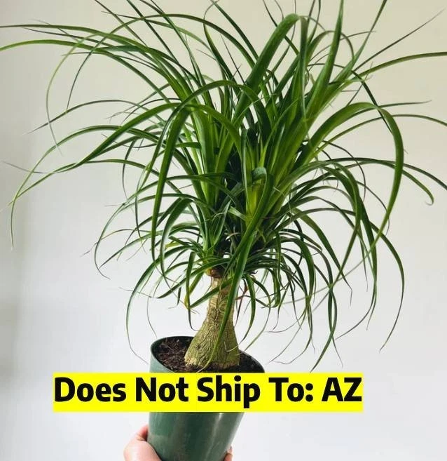 Evergreen Ponytail Palm in 5 gal Pot 3-4ft Tall Indoor Easy Care Bonsai Plant - Image 1 of 4
