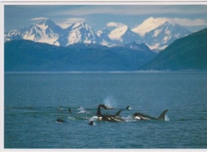 Orca Whales - Picture 1 of 2