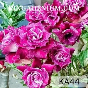 100 SEEDS ADENIUM OBESUM DESERT ROSE TRIPLE KA44 FRESH NEW HYBRID BEST SELLING - Picture 1 of 8