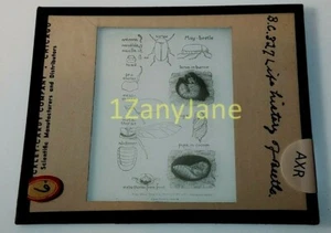 Colored Glass Magic Lantern Slide AXR INSECT INSECTS LIFE HISTORY OF THE BEATLE - Picture 1 of 1