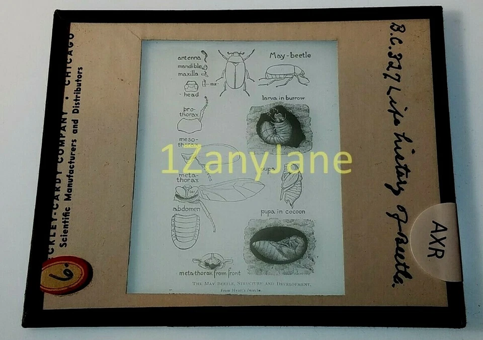 Colored Glass Magic Lantern Slide AXR INSECT INSECTS LIFE HISTORY OF THE BEATLE - Image 1 of 1