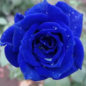 20 SEEDS for Navy Blue RARE Rose hybrid tea flower Bush exotic plant USA Seller - Picture 1 of 4