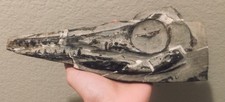 RARE China Fossil Ichthyosaur Skull Mixosaurus panxian Triassic Dinosaur Skull