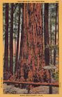 Carte postale vintage coupe-cou séquoia extrême hauteur comté de Santa Cruz CA CP353