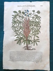 MATTIOLI MATTHIOLI Herbarium with large figures original 1604 LUPINI - Picture 1 of 1