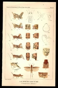 Comisionado de Agricultura 1883 Langosta Menor - Imagen 1 de 1