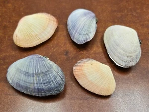 5 STCK. VERSCHIEDENE ASAPHIS VIOLASZEN MUSCHEL MUSCHEL STRAND DEKOR 1 1/2" - 2 1/4" - Bild 1 von 2