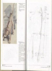 The Artist's Guide to Animal Anatomy: An Illustrated Reference t - Picture 1 of 1