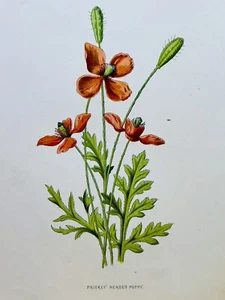 Quadro cromolitografia piante antico 1897 fiore botanica stampa a colori illustrazione - Foto 1 di 3
