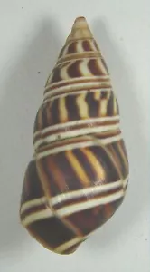 LIGUUS BLAINIANUS PILSBRYI 46.24mm SUPER CHOICE RARE SPECIMEN Pinar del Rio,Cuba - Picture 1 of 4