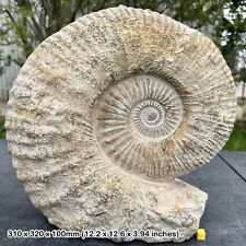 Giant Ammonite Fossil Mantelliceras Display Gift - Genuine Specimen - Morocco