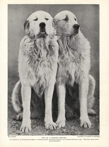 Vintage GREAT PYRENEES Print 1930s Two Bertier de Sauvigny Pyrenees 6214n - Picture 1 of 1