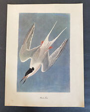Audubon Birds of America ROSEATE TERN Roger Tory Peterson Print Vintage See Pics