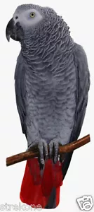 Wild Bird Congo AFRICAN GREY Parrot Perched Pose - Window Cling Decal Sticker - Picture 1 of 1