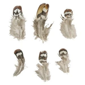 Plume de pintade, 7,5-13cm, 6pces - Picture 1 of 1
