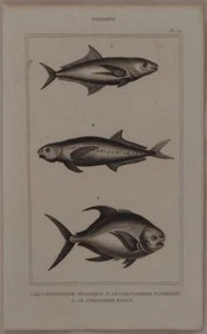 Buffon Original 1850 Fishes Ittiologia Fishes Caranxomore Pelagique Coesiomore - Picture 1 of 1