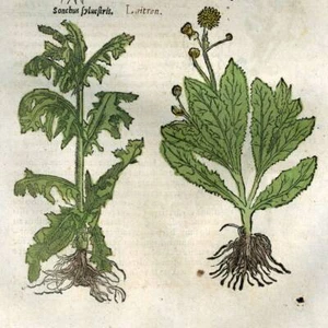 Gravure estampe Botanique plante LE LAITERON DES CHAMPS, CICHORIUM INTYBUS - Picture 1 of 5