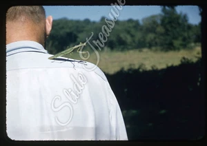 Praying Mantis Bug Man Shoulder 35mm Slide 1950s Red Border Kodachrome Insect - Picture 1 of 3