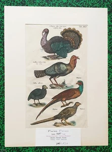 XVII ème - Jonston & Merian Superbe Gravure Dindon Pintade Faisan Pl XXIV 1657 - Picture 1 of 1