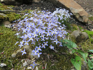 Azure Bluets Perennial Wildflower ( Houstonia caerulea) 3 Clumps