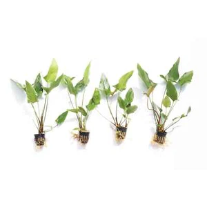 Anubias Gigantea Easy Live Freshwater Aquarium Plants Buy 2 Get1 FREE - Picture 1 of 4