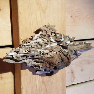 Statuina arte popolare gabbiani marini legno verme nave buchi molluschi - fienile swanky - Foto 1 di 12