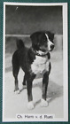 APPENZELL MOUNTAIN DOG  Show Champion  Vintage 1939 Photo Card   BD28