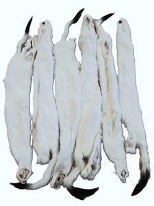 Tanned Weasel, Prime winter white with Black Tip Tail - Picture 1 of 9