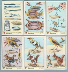 TCL088 Figurine Lavazza - Come si Imbalsamano gli animali - Imagen 1 de 1