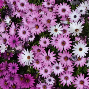 100 Cape Daisy Flower Seeds Mixed Colors, Purple, Pink, Wh, Osteospermum eklonis - Picture 1 of 3