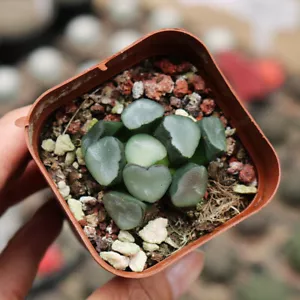 4 CM 1 PIEZA Haworthia Maughanii Budismo Hermoso Jardín Exterior Rara Plantación - Imagen 1 de 9