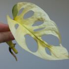 Monstera Adansonii Albo Archipelago Highly Variegated 1-Leaf Cut, Rooting A1