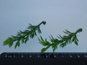 2 x Plastikpflanze A1 Puppenhaus Garten Maßstab 1:12 - Bild 1 von 1