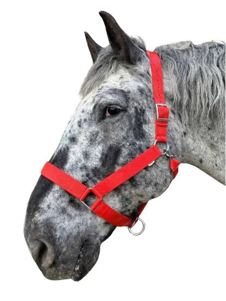 WEISSL Kaltbluthalfter X-Treme, extra stark - Bild 1 von 4