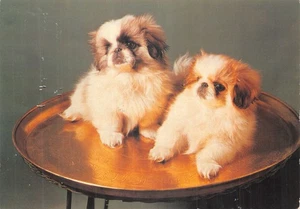 POSTAL PERRO Y GATO TAMAÑO CONTINENTAL PERRO CACHORROS PEKINESE BUENA MUY BUENA - Imagen 1 de 2