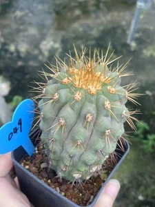 Succulent Copiapoa haseltoniana seedgrowth Garden Décor Boutique WYSIWYG 049# - Picture 1 of 6