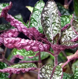 Hemiographis Colorata - BEAUTIFUL TROPICAL OXYGENATING HEALTHY AQUARIUM PLANTS - Picture 1 of 2