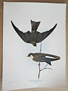 1902 ANTIQUE VIOLET-GREEN SWALLOW BIRD LITHOGRAPH PRINT - Picture 1 of 1