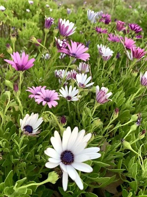 Purple + White Mixed African Daisy, Osteospermum - 30 seeds 2024 - USA - Image 1 of 2