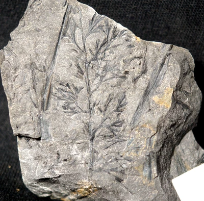 Extremely rare Carboniferous mystery fossil plant - endemite Rhodeites gutbieri - Image 1 of 4