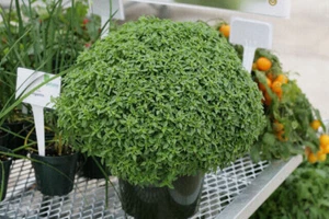 BOLA DE ALBAHACA GRIEGA - 100 SEMILLAS - Imagen 1 de 1