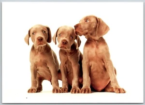 Postcard Weimaraner Puppies William Wegman Trio Cute Dogs - Imagen 1 de 2