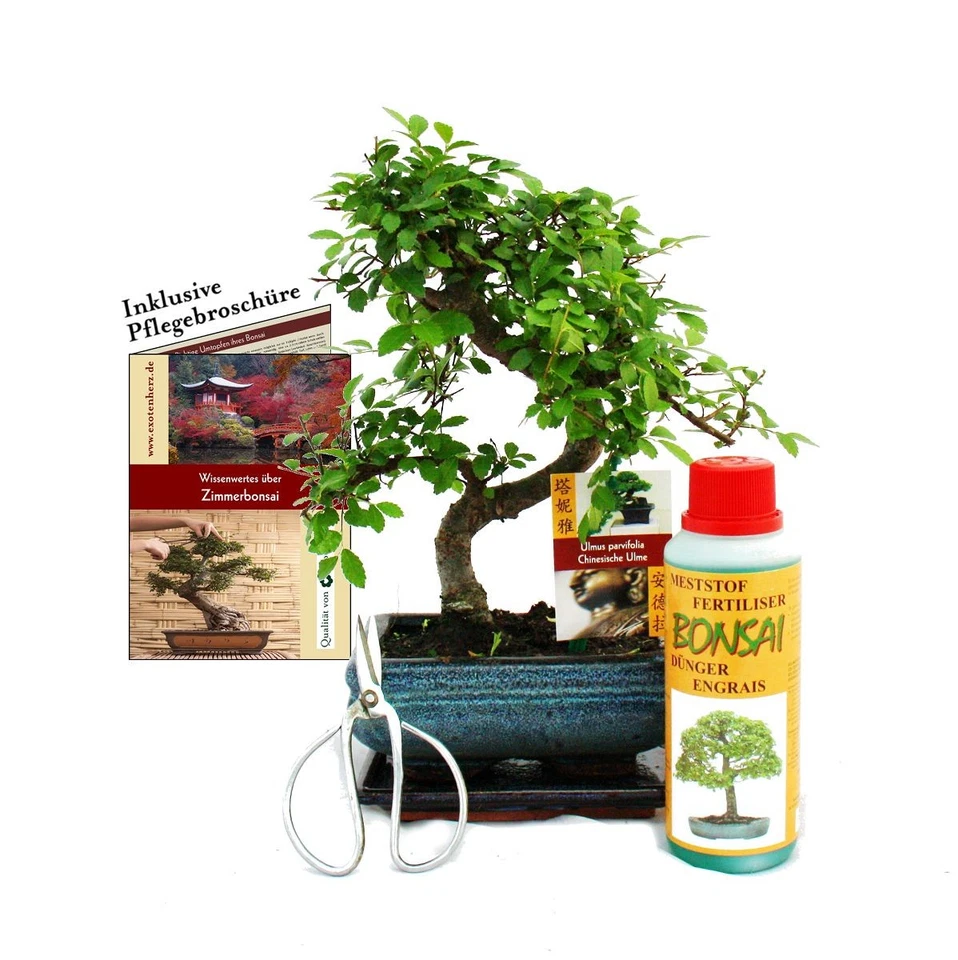 Geschenkset Bonsai "Ulmus" - Chinesische Ulme - ca. 6 Jahre alt - Anfänger-Set - Bild 1 von 1