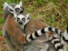 LEMUR GLÄNZEND POSTER BILD FOTODRUCK Madagaskar Primaten Augen Affe 4817